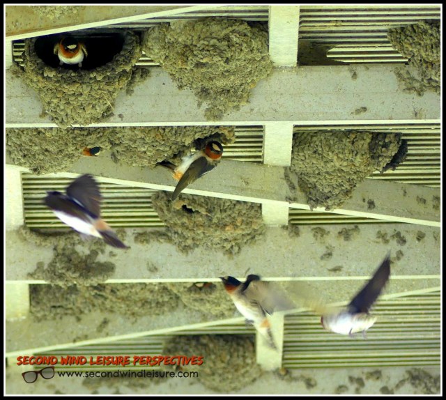 Swallow fly in chaos around their nests.