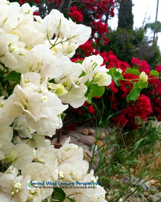 Bougainvillea