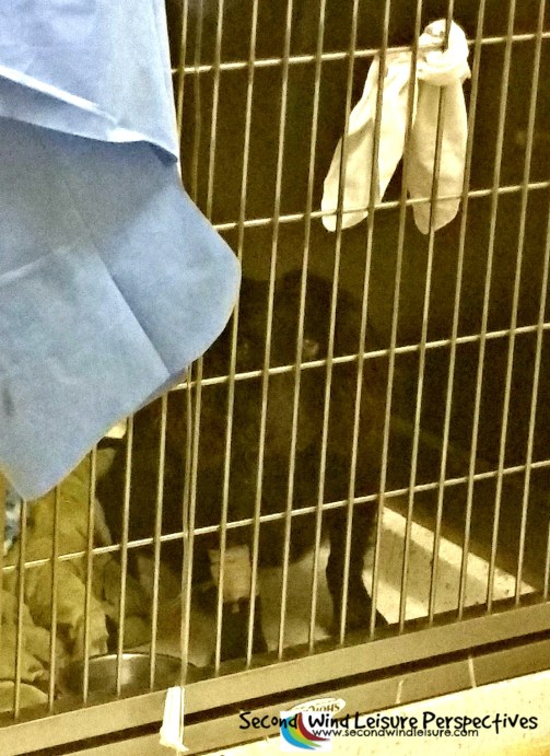 Brodie on IV treatment for parvo