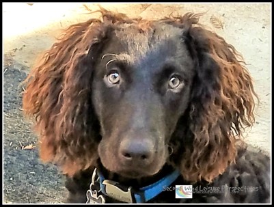 Happy, healthy Brodie two weeks later