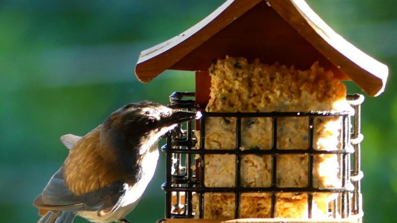 Blue jay contorts to get some yummy treats!
