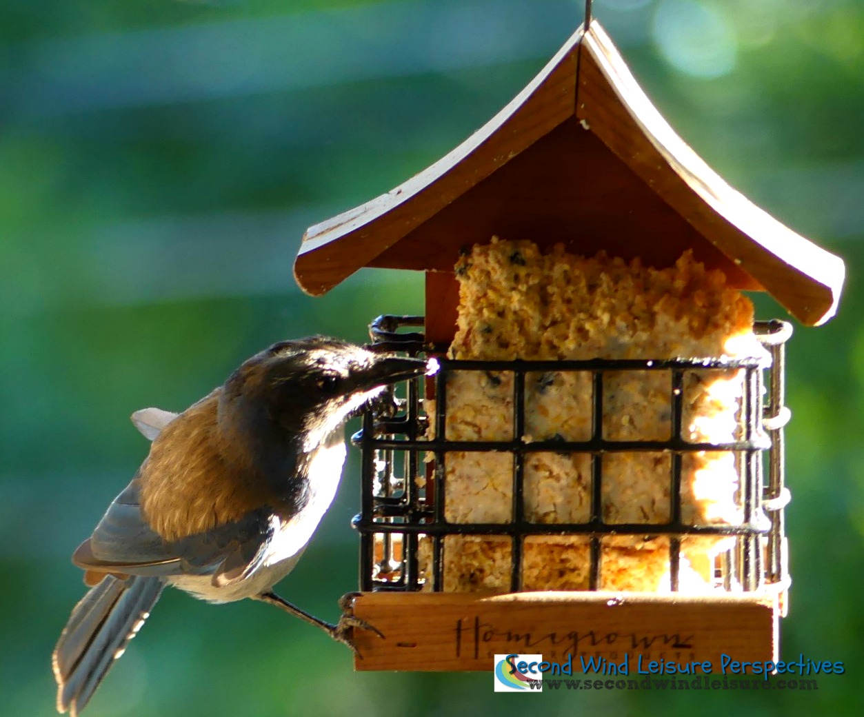 Blue jay contorts to get some yummy treats!
