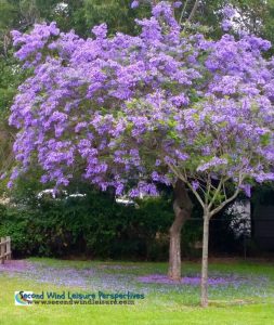 Jacaranda tree