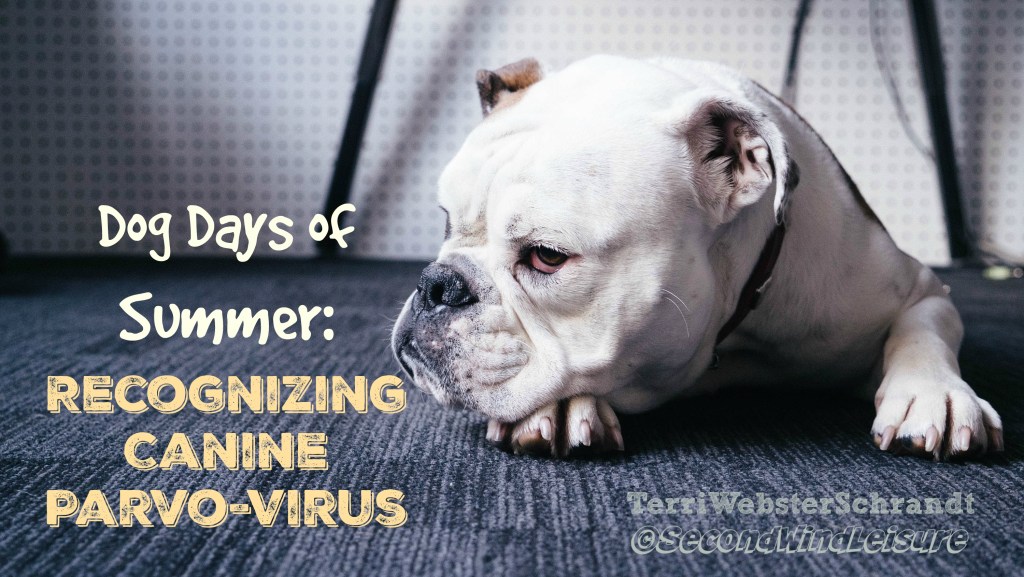 Dog Days of Summer: Recognizing Canine&nbsp;Parvo-Virus