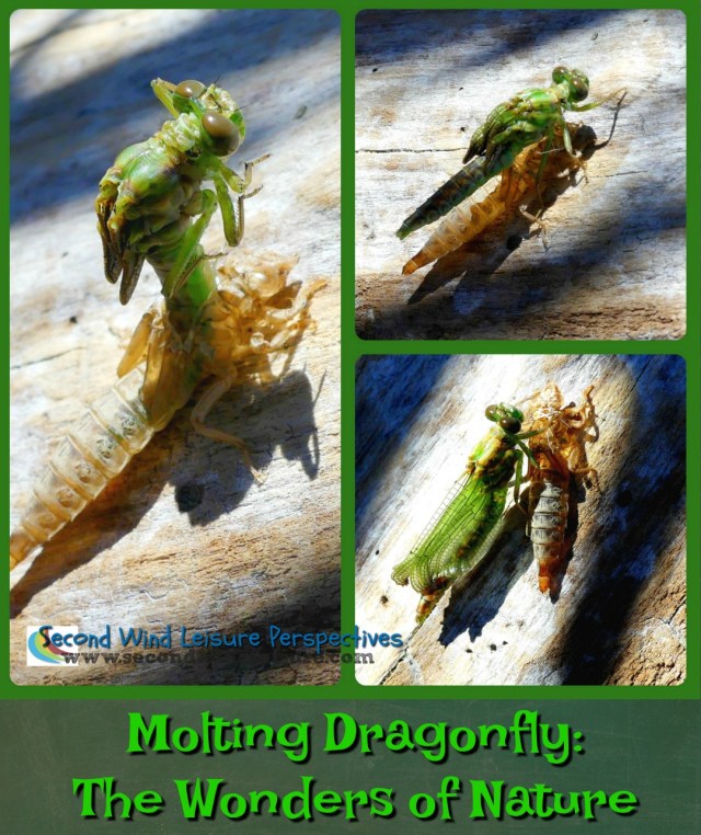 Molting Dragonfly: The Wonders of Nature