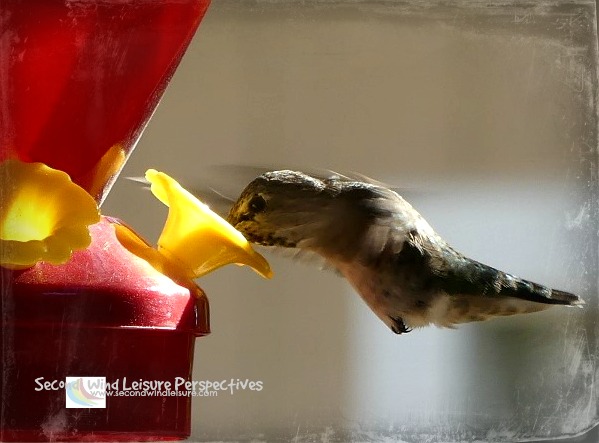 Is a hummingbird really ever satisfied?