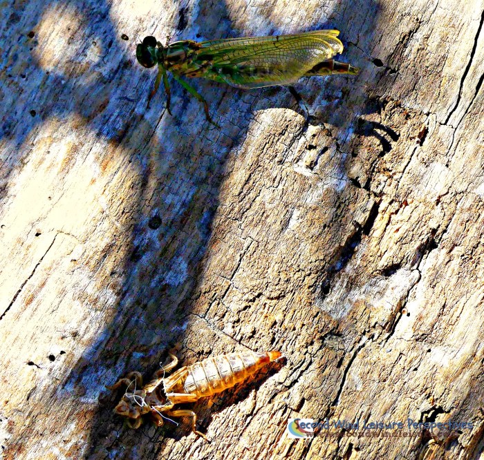 Dragonfly leaves skin behind
