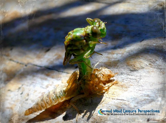 Dragonfly nymph sheds into adulthood