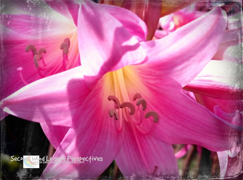 I Stare at Naked Ladies… and Other&nbsp;Flowers!