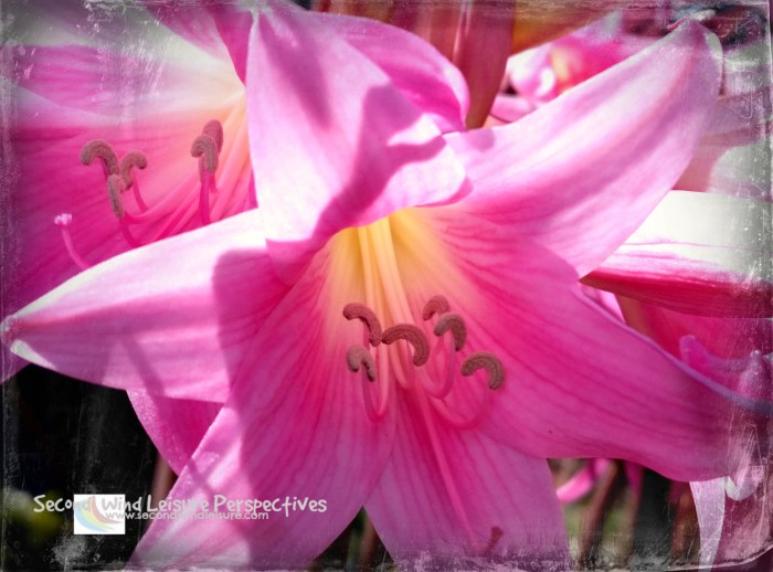 Naked Ladies