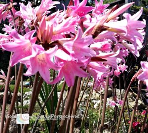 Amaryllis Belladonna