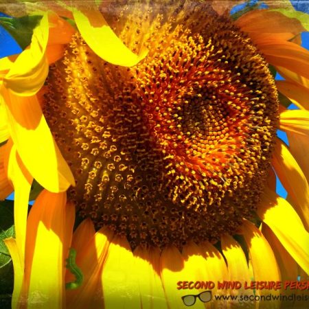 Sunflower and worm love a summer day