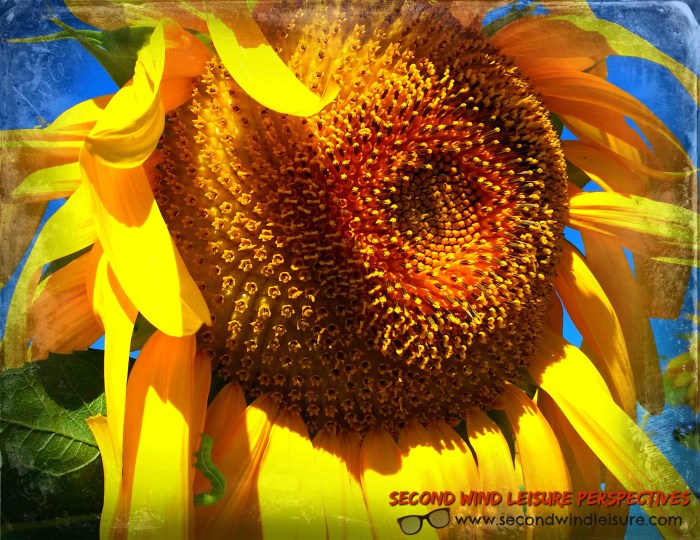 Sunflower and worm love a summer day