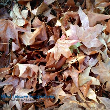 Layers of Fallen Autumn Leaves