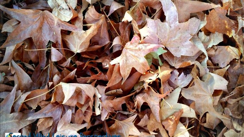 Layers of Fallen Autumn Leaves