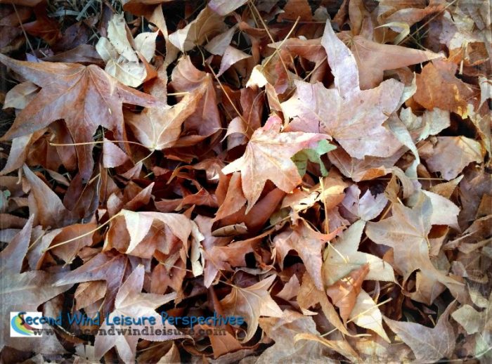 Layers of Fallen Autumn Leaves