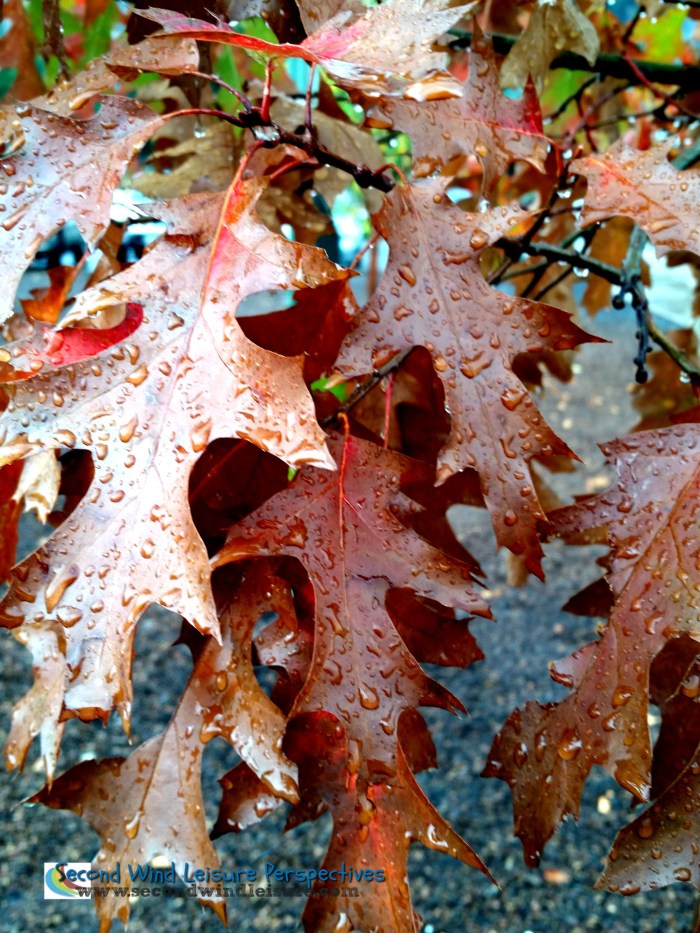 Layers of drops on layers of leaves