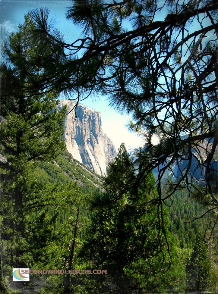 Pine Trees make a window onto the world of Yosemite Valley