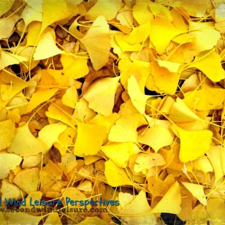 Layers of Yellow Leaves