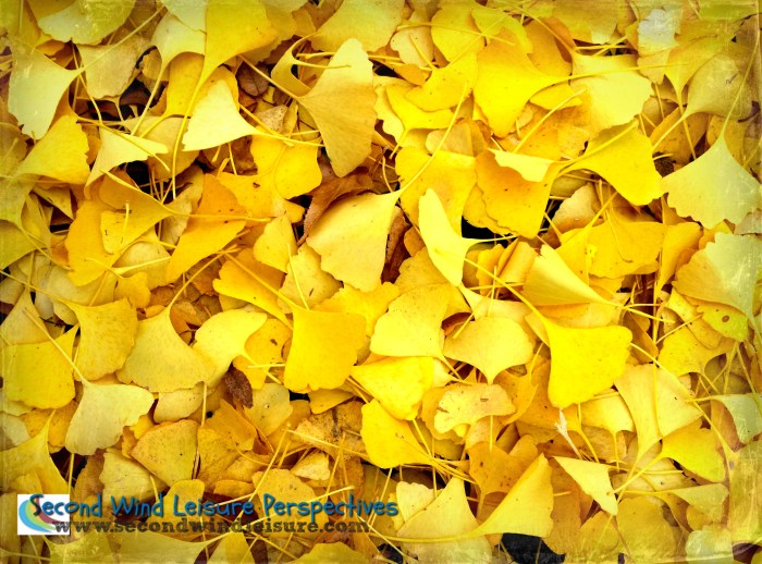 Layers of Yellow Leaves