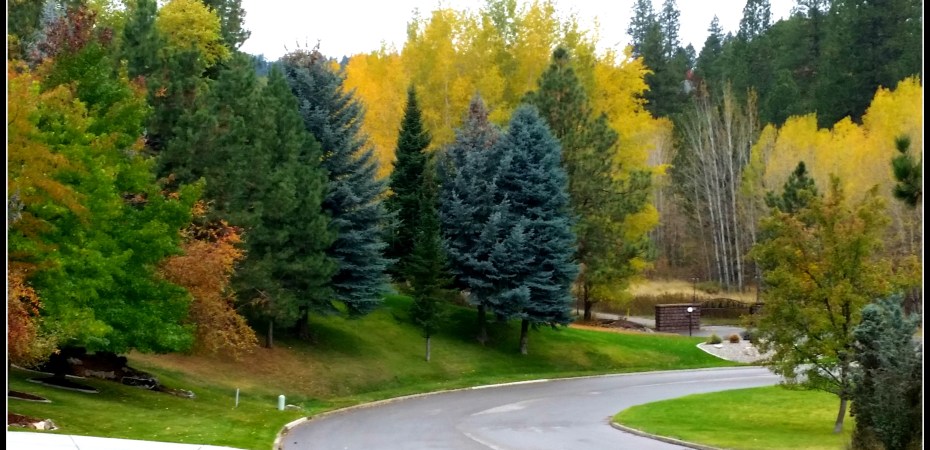 Joys of an urban forest