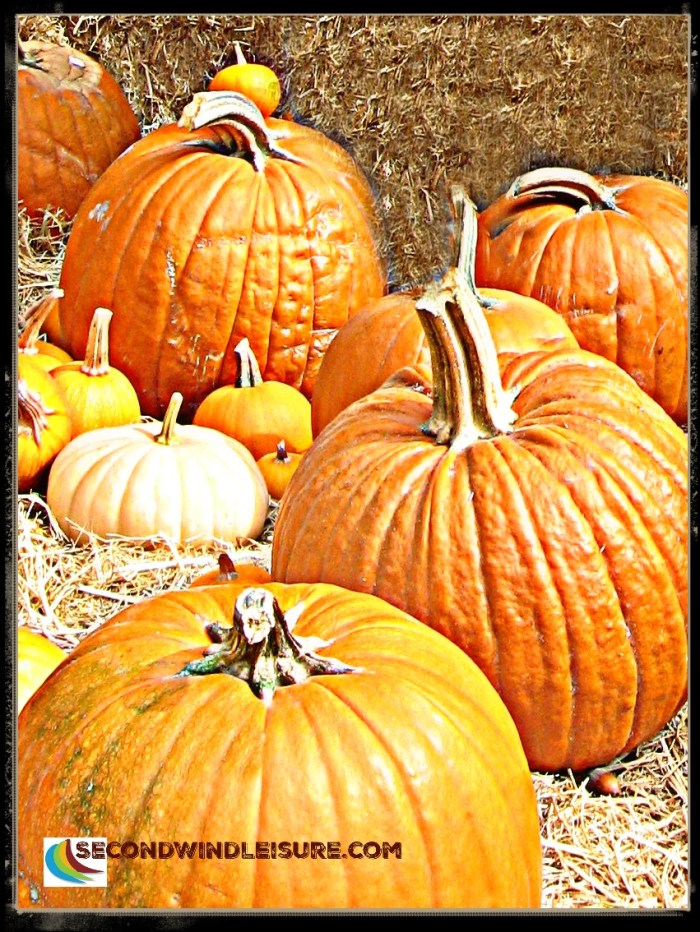 Pumpkin Patch