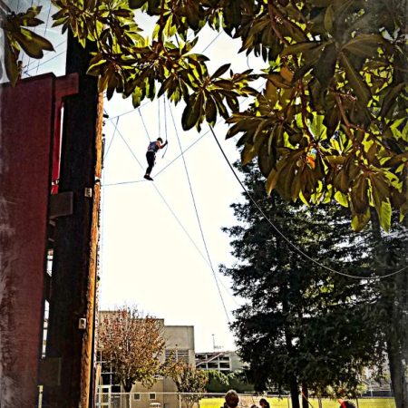 Students hanging out in the trees