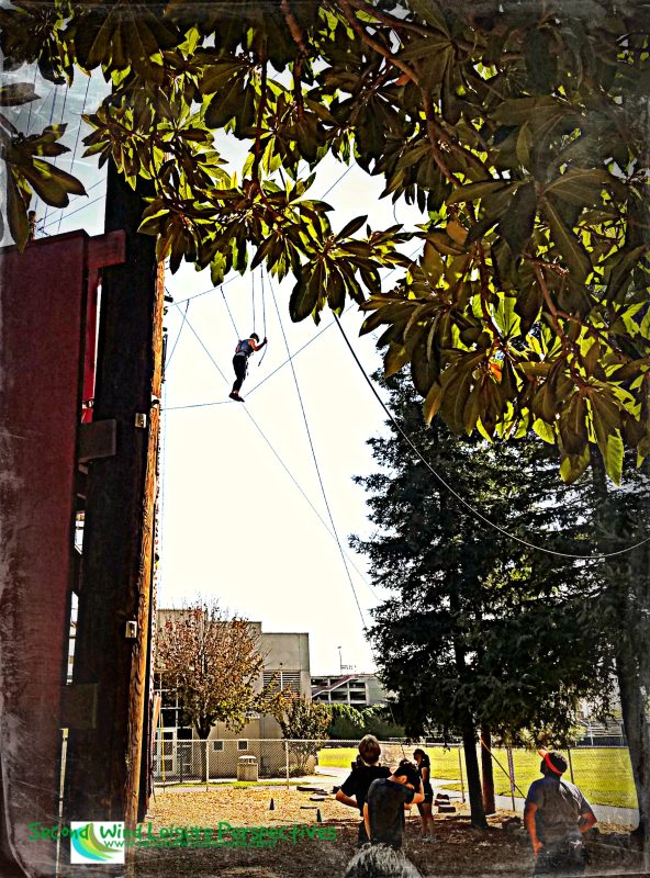 Playing in the&nbsp;Trees