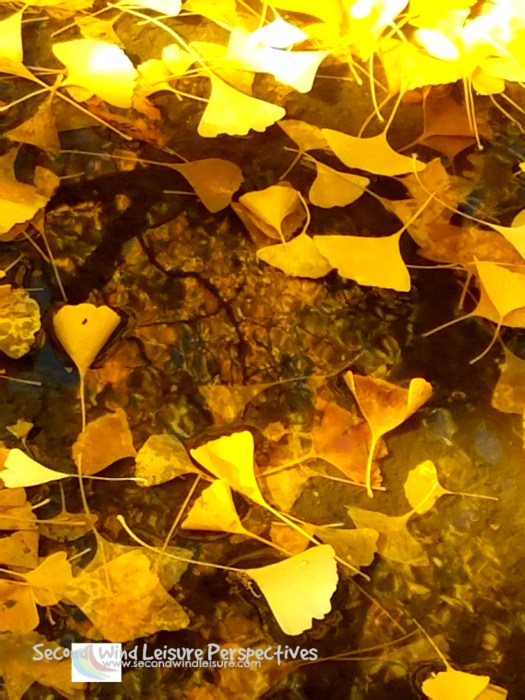 yellow ginkgo leaves in puddle
