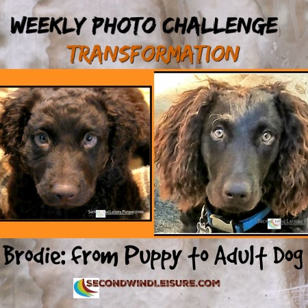 Transforming from puppy to adult dog right before our eyes