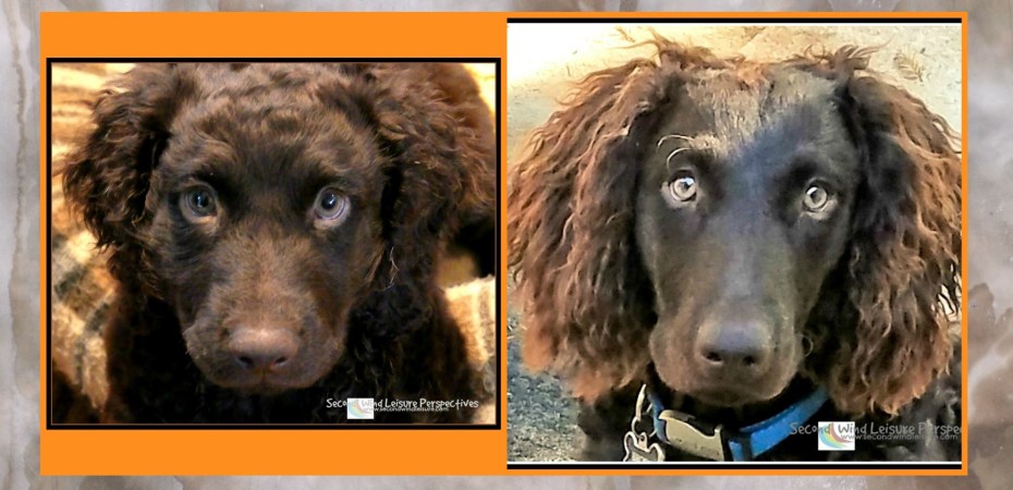 Transforming from puppy to adult dog right before our eyes