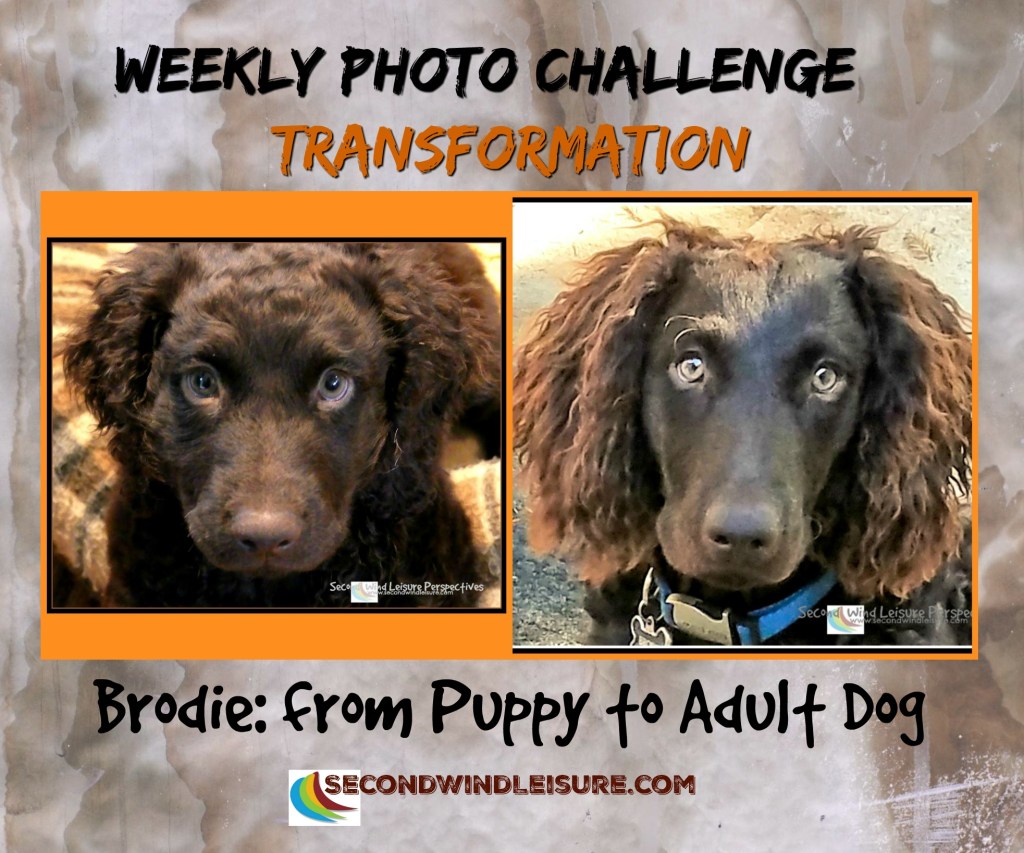 The Transformations of Dogs and&nbsp;Trees