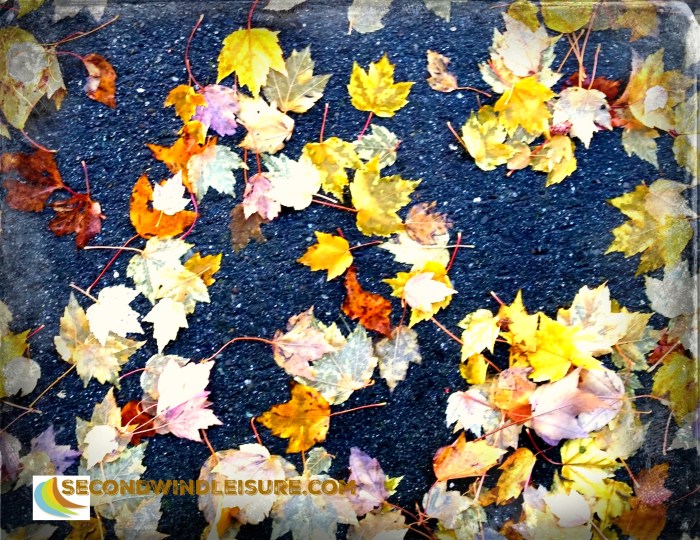 Don't forget to look down for an Autumn show