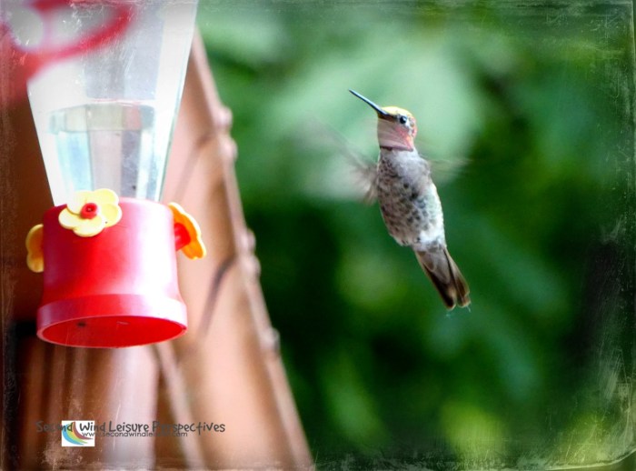 A quick peek under the eves you spot this hummer.
