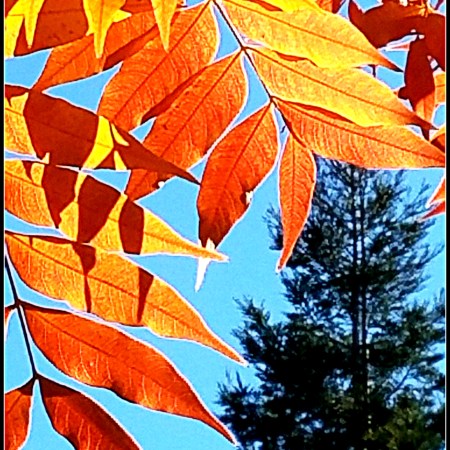 From tree to tree for "Sunday Trees"