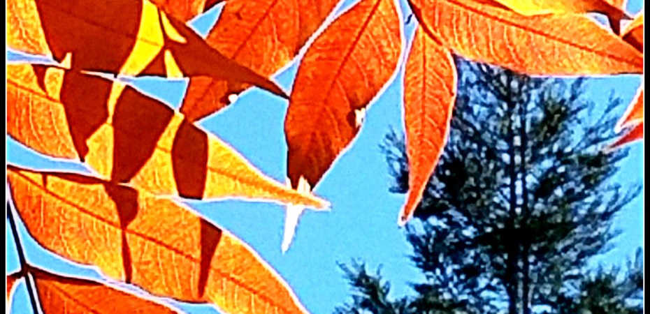 From tree to tree for "Sunday Trees"