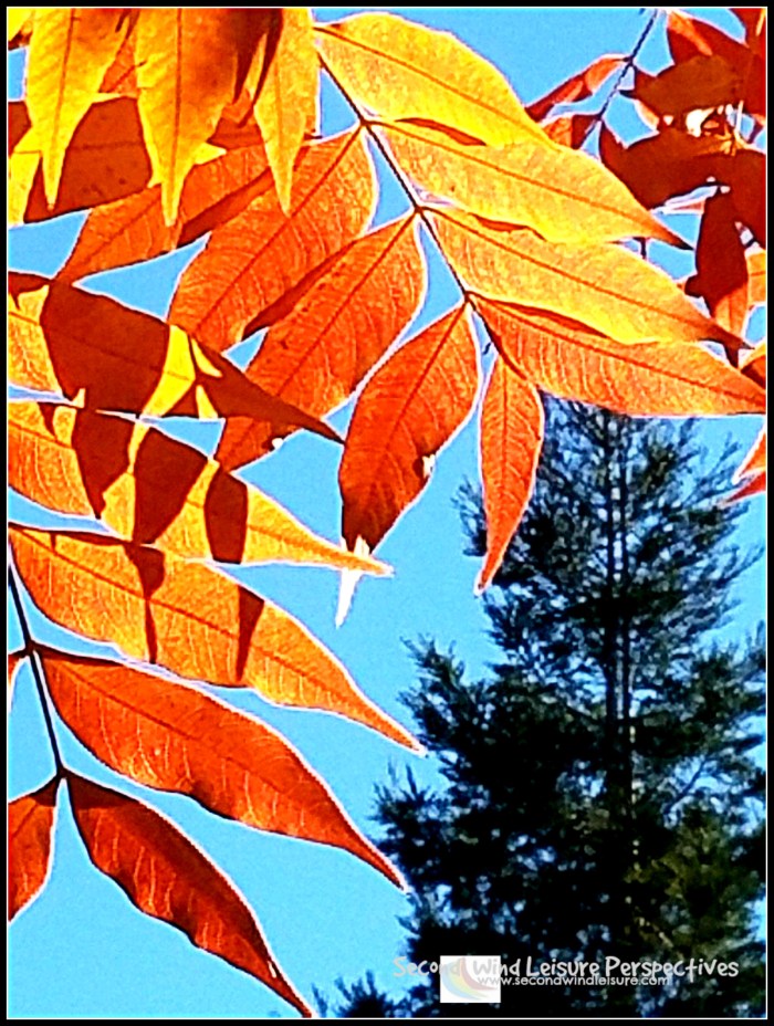 From tree to tree for "Sunday Trees"