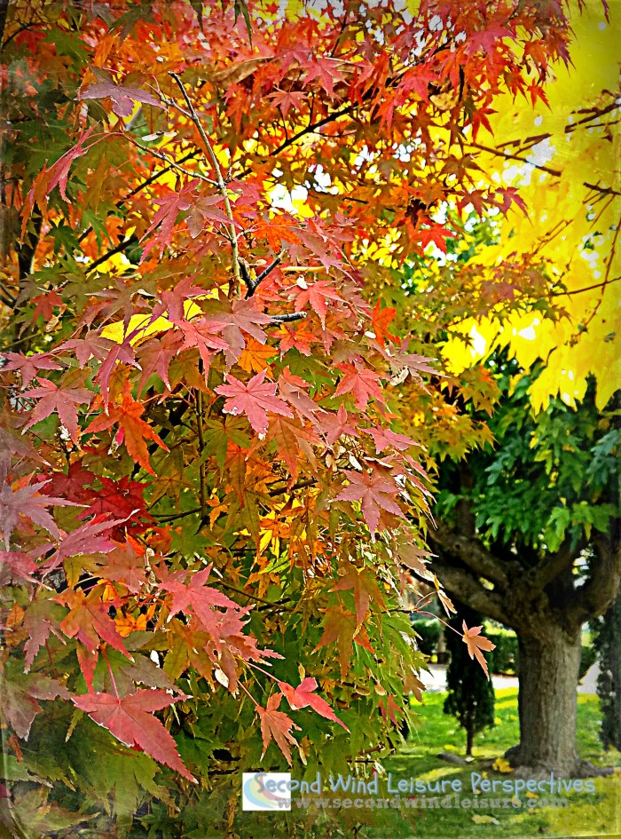 Autumn in Transition
