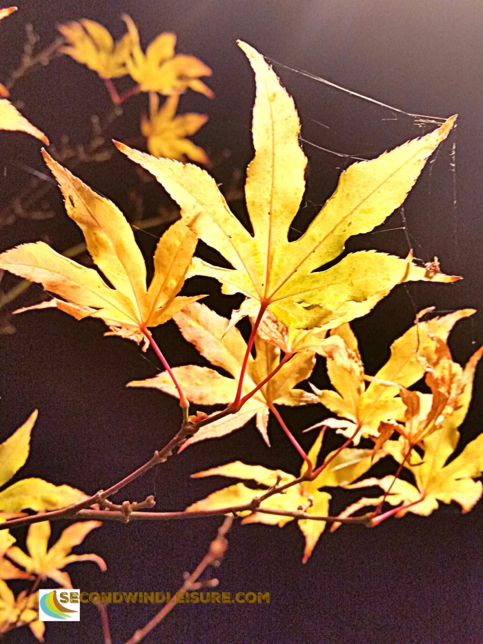 Backyard porch light illuminates delicate Fall leaves