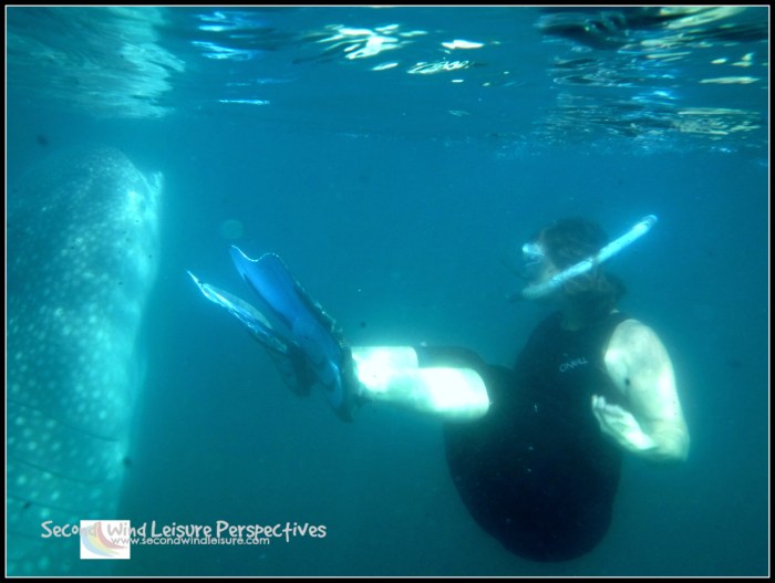 Terri peeks at a whale shark