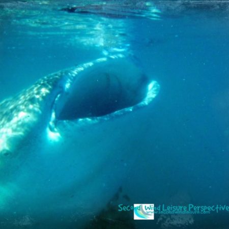 Whale shark also plays peek-a-boo