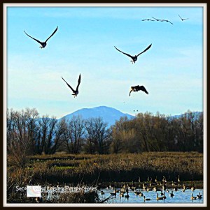 Geese ascend