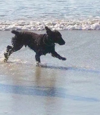 Brodie at ocean Beach San Diego