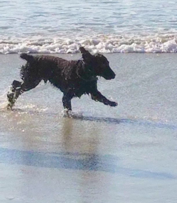 Brodie at ocean Beach San Diego