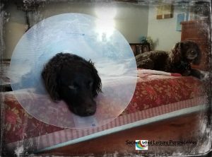 Brodie wearing the cone of shame