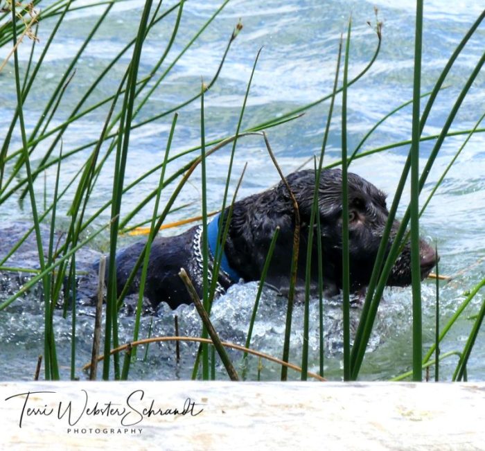 Boykin Spaniel Brodie loves the water