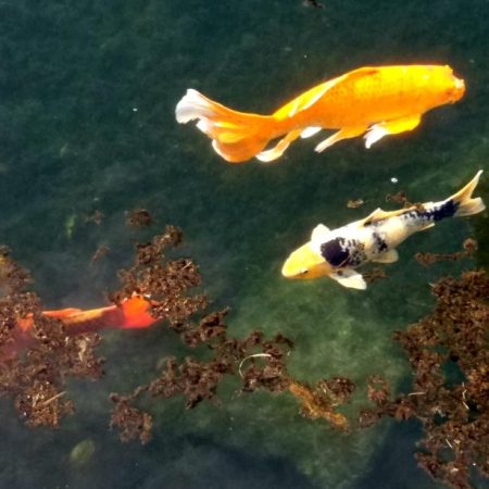 Fish appear to be floating in air