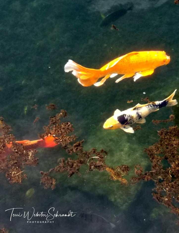 Fish appear to be floating in air