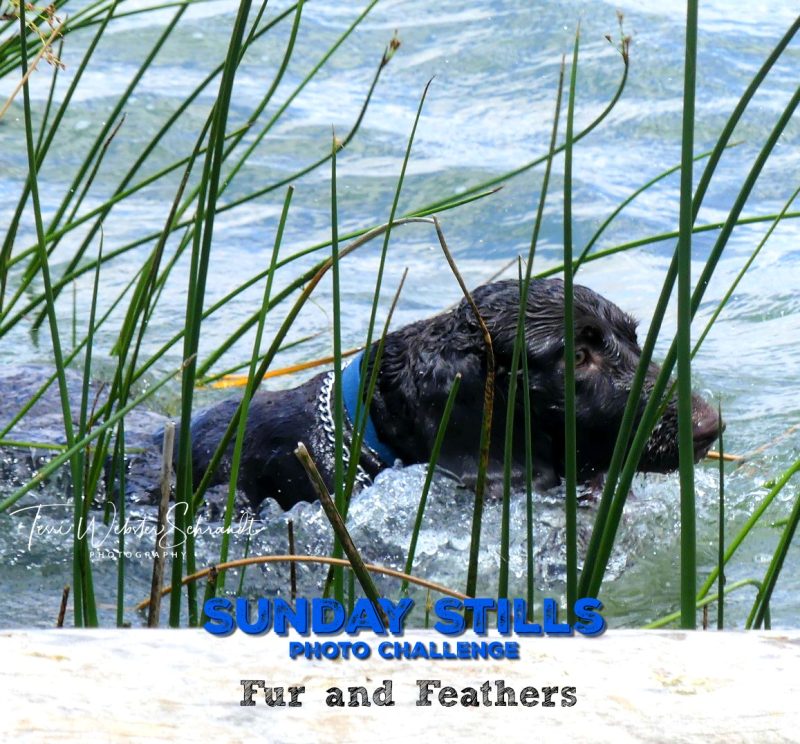 Sunday Stills: #Furry and #Feathered&nbsp;Friends