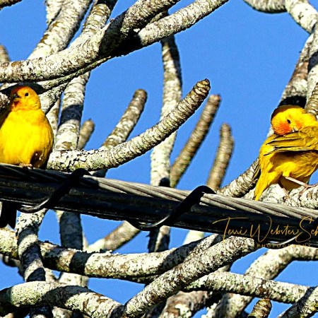 Yellow birds perch on twisted wire